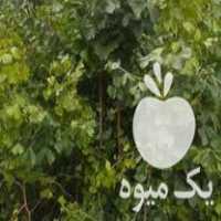 فروش عمده برگ سیکاس و پالم در آمل در گروه خرید فروش عمده گیاهان زینتی - گرمسیری آپارتمانی باغچه آب در یکمیوه