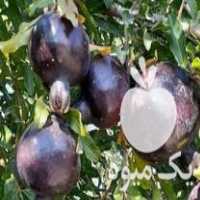 فروش نهال مثمر و غیر مثمر در سنندج در گروه خرید فروش نهال - انواع گردو پسته بادام سلطانی انگور در یکمیوه