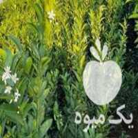 فروش انواع نهال مرکبات در بندرعباس در گروه خرید فروش نهال - انواع گردو پسته بادام سلطانی انگور در یکمیوه