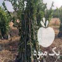 فروش نهال مرکبات با کیفیت در رشت در گروه خرید فروش نهال - انواع گردو پسته بادام سلطانی انگور در یکمیوه