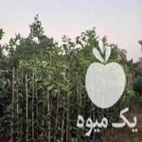 فروش نهال مرکبات در قائم شهر در گروه خرید فروش نهال - انواع گردو پسته بادام سلطانی انگور در یکمیوه