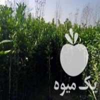 فروش نهال نهالستان رعیت در ساری در گروه خرید فروش نهال - انواع گردو پسته بادام سلطانی انگور در یکمیوه
