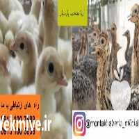 فروش جوجه بوقلمون در اصفهان در گروه مرغ و خروس و بوقلمون و اردک قو قاز در یکمیوه