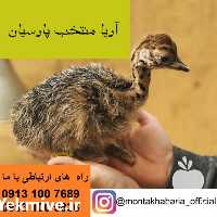 فروش جوجه شترمرغ در اصفهان و تهران در گروه مرغ و خروس و بوقلمون و اردک قو قاز در یکمیوه