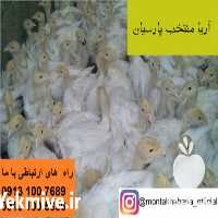 فروش جوجه بوقلمون یک ماهه در اصفهان در گروه مرغ و خروس و بوقلمون و اردک قو قاز در یکمیوه