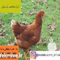 فروش مرغ 4 ماهه و 800 گرمی بومی در اصفهان در گروه مرغ و خروس و بوقلمون و اردک قو قاز در یکمیوه