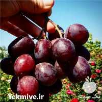 فروش نهال نهالستان آذر سبز در میاندوآب در گروه خرید فروش نهال - انواع گردو پسته بادام سلطانی انگور در یکمیوه