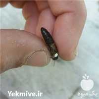 فروش پرورش و تولید ملکه کارنیکا زنبورعسل در تهران در گروه زنبورعسل - زنبورداری نوین صنعتی مدرن کندو در یکمیوه