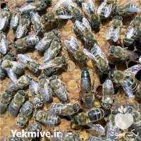فروش پرورش و نگهداری و تکثیر زنبور عسل در تهران در گروه زنبورعسل - زنبورداری نوین صنعتی مدرن کندو در یکمیوه
