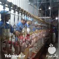 خرید و حمل بوقلمون گوشتی در تهران در گروه مرغ و خروس و بوقلمون و اردک قو قاز در یکمیوه