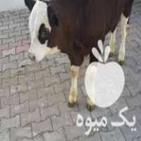 خرید عمده انواع گوساله سیمینتال در ترک در گروه گاو و گوسفند و میش و بز کهره گوساله سمینتال در یکمیوه