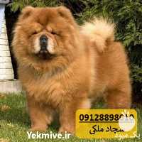 فروش سگ چاو چاو خرسی در کرج در گروه سگ و گربه _ نگهبان هاسکی ژرمن دوبرمن سرابی در یکمیوه