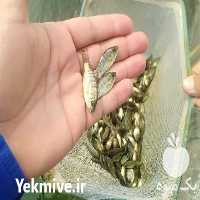 فروش بچه ماهی تیلاپیا در قم در گروه انواع ماهی - سالمون شیر کپور قرمز شوریده سفید گوپی مرکب در یکمیوه