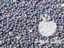 فروش کلزا بذری در کلاله در گروه خرید فروش عمده کلزا - روغنی خوزستان مازندران کاشت دانه در یکمیوه -عکس1