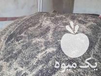 فروش 11 تن کلزا در کرمانشاه در گروه خرید فروش عمده کلزا - روغنی خوزستان مازندران کاشت دانه در یکمیوه -عکس1