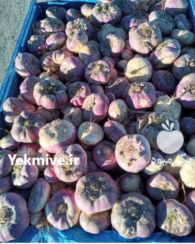 چغندر شلغم دامی از اصفهان در استهبان در گروه خوراک دام و طیور در یکمیوه -عکس1