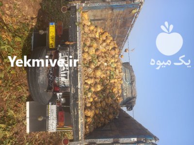 چغندر شلغم دامی از اصفهان در استهبان در گروه خوراک دام و طیور در یکمیوه -عکس2