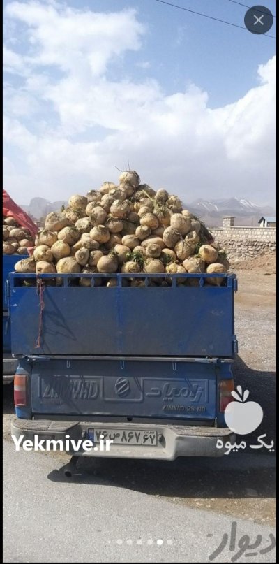 چغندر شلغم دامی از اصفهان در استهبان در گروه خوراک دام و طیور در یکمیوه -عکس3