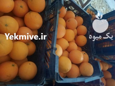 فروش تامسون و پرتقال خونی در ساری در گروه خرید فروش عمده پرتقال - پرتقال رسمی تامسون خونی جنوب در یکمیوه -عکس1