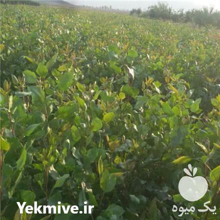 فروش نهال پسته مجوز دار لیبل دار در نی ریز در گروه خرید فروش نهال - انواع گردو پسته بادام سلطانی انگور در یکمیوه -عکس1