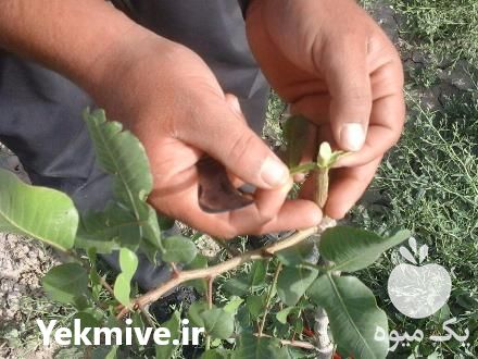 فروش هرس و پیوند درخت پسته در نی ریز در گروه پسته - کوهی شامی خام اکبری تازه کله قوچی در یکمیوه -عکس1