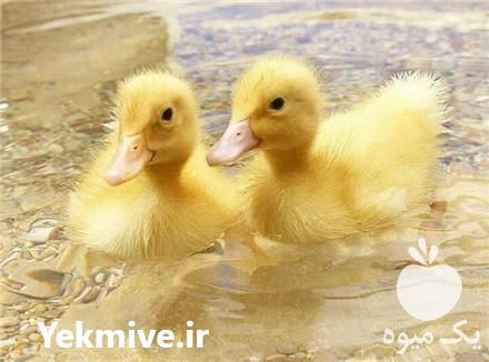 فروش جوجه اردک در امل در تهران در گروه مرغ و خروس و بوقلمون و اردک قو قاز در یکمیوه -عکس1