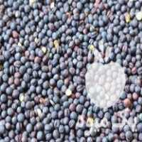 فروش کلزا بذری در کلاله در گروه خرید فروش عمده کلزا - روغنی خوزستان مازندران کاشت دانه در یکمیوه