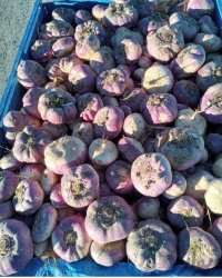 چغندر شلغم دامی از اصفهان در استهبان در گروه خوراک دام و طیور در یکمیوه