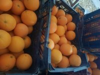 فروش تامسون و پرتقال خونی در ساری در گروه خرید فروش عمده پرتقال - پرتقال رسمی تامسون خونی جنوب در یکمیوه
