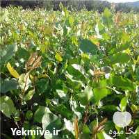 فروش نهال پسته در نی ریز در گروه خرید فروش نهال - انواع گردو پسته بادام سلطانی انگور در یکمیوه