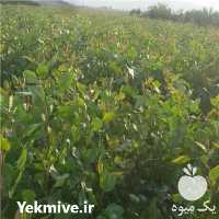 فروش نهال پسته مجوز دار لیبل دار در نی ریز در گروه خرید فروش نهال - انواع گردو پسته بادام سلطانی انگور در یکمیوه