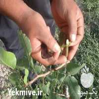 فروش هرس و پیوند درخت پسته در نی ریز در گروه پسته - کوهی شامی خام اکبری تازه کله قوچی در یکمیوه