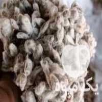 فروش پوست و تخم پنبه در قائم شهر در گروه خرید فروش عمده گیاهان صنعتی - گون کما باریجه کتیرا گلرنگ در یکمیوه