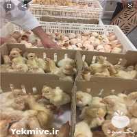 فروش جوجه but 6 در یزد در تهران در گروه مرغ و خروس و بوقلمون و اردک قو قاز در یکمیوه