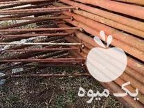 فروش پایه کیوی سالم در تنکابن در گروه خرید فروش عمده کیوی - صادراتی مازندران تنکابن تالش در یکمیوه -عکس1