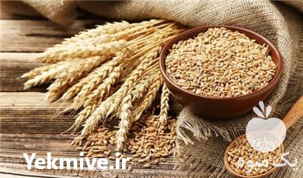 فروش دان و کنسانتره مخصوص بوقلمون در تهران در گروه مرغ و خروس و بوقلمون و اردک قو قاز در یکمیوه -عکس1