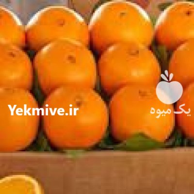 فروش تامسون پرتقال درجه یک 500 تن در مازندران در گروه خرید فروش عمده پرتقال - پرتقال رسمی تامسون خونی جنوب در یکمیوه -عکس1