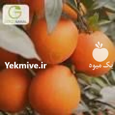 فروش تامسون پرتقال درجه یک 500 تن در مازندران در گروه خرید فروش عمده پرتقال - پرتقال رسمی تامسون خونی جنوب در یکمیوه -عکس2