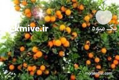 فروش تامسون پرتقال درجه یک 500 تن در مازندران در گروه خرید فروش عمده پرتقال - پرتقال رسمی تامسون خونی جنوب در یکمیوه -عکس3