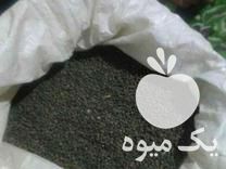 فروش بذر بامیه بکر پاکوتا هلندی در تهران در گروه خرید فروش بذر - انواع محصول کشاورزی گوجه کتان میوه درخت در یکمیوه -عکس1