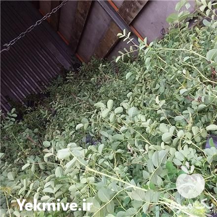 فروش نهال گل محمدی کاشان در اصفهان در گروه خرید فروش نهال - انواع گردو پسته بادام سلطانی انگور در یکمیوه -عکس1