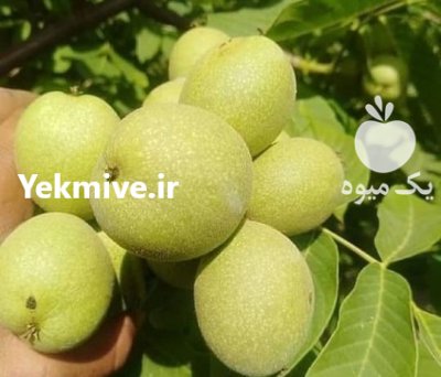 نهال گردو ژنوتیپ مهدیزاده در اشنویه در گروه خرید فروش نهال - انواع گردو پسته بادام سلطانی انگور در یکمیوه -عکس1