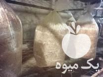 فروش بذر قارچ ها مختلف در تهران در گروه خرید فروش عمده قارچ - دکمه ای خوراکی دارویی پرورشی کوهی در یکمیوه -عکس1