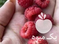 فروش نهال رزبری در جغتای در گروه خرید فروش نهال - انواع گردو پسته بادام سلطانی انگور در یکمیوه -عکس1