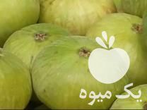 فروش نهال انجیر گلوگاه در مازندران در گروه خرید فروش نهال - انواع گردو پسته بادام سلطانی انگور در یکمیوه -عکس1