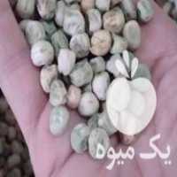 فروش بذر نخود فرنگی در بهشهر در گروه خرید فروش عمده نخود - فرنگی خام سبز فروش عمده در یکمیوه