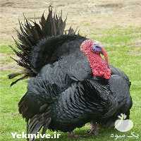 فروش جوجه بوقلمون برنز امریکایی در تهران در گروه مرغ و خروس و بوقلمون و اردک قو قاز در یکمیوه