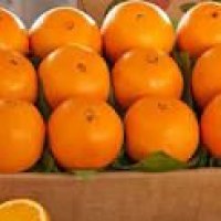 فروش تامسون پرتقال درجه یک 500 تن در مازندران در گروه خرید فروش عمده پرتقال - پرتقال رسمی تامسون خونی جنوب در یکمیوه