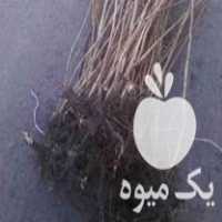 فروش نهال فندق الموت در قزوین در گروه خرید فروش نهال - انواع گردو پسته بادام سلطانی انگور در یکمیوه