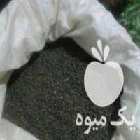 فروش بذر بامیه بکر پاکوتا هلندی در تهران در گروه خرید فروش بذر - انواع محصول کشاورزی گوجه کتان میوه درخت در یکمیوه